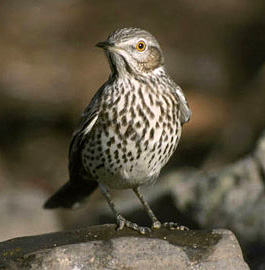 Sage thrasher